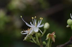 Image result for Tessmannia