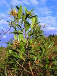 Image result for Stylochaeton puberulus