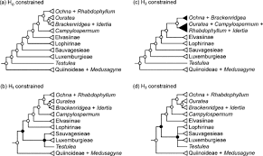 Image result for Rhabdophyllum arnoldianum