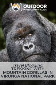 Trekking With Mountain Gorillas In Virunga National Park Opg Mountain Gorilla Gorilla Silverback Gorilla