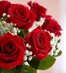 Check spelling or type a new query. Red Roses Gift Club 1800flowers Com 167896