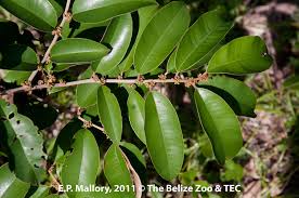 Image result for Chrysophyllum