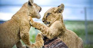 We did not find results for: Zoo Kontakt Pri Aquaparku Tatralandia Liptovsky Mikulas