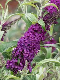 Buddleia Flower Quotes Best Flower Wallpaper