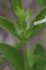 Image result for Vandellia humilis
