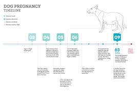 How To Confirm A Dogs Pregnancy Avoid Pseudopregnancy