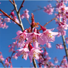 The flowering often starts during the subfreezing late winter temperatures. Prunus Okame Buy Small Pink Flowering Cherry Blossom Trees