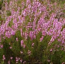 Image result for Calluna vulgaris