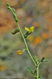 Image result for Melolobium