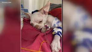 Discussion in 'arizona' started by hamerman, dec 4, 2013. After A Dog Mauled At Dog Park What Can You Do To Protect Your Pup 12news Com