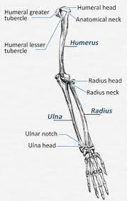 Aug 27, 2018 · the arm is one of the body's most complex and frequently used structures. Anatomy Bones Arm Bones Skeleton Anatomy