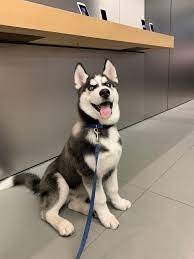 Contact Us 272 202 8775 Danielhillary40 Gmail Com Key Advert Facts Ad Reference 2158426 Pet Type Dogs Pet Breed Husky Puppy Husky Dogs Siberian Husky Dog