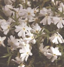 Spring White Creeping Phlox Pahl S Market Apple Valley Mn
