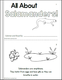 Here you will find a range of free printable symmetry worksheets, which will help your child to on this webpage you will find our range of symmetry activity sheets for kids. Life Cycle Of A Salamander Mamas Learning Corner