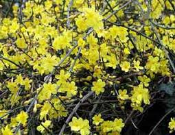 How To Grow Winter Flowering Jasmine Nudiflorum A Yellowing Flowering Winter Climbing Plant Suitable For All Gardens Sign up for free today! how to grow winter flowering jasmine