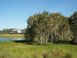 Image result for Melaleuca quinquenervia