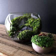 Bio Bowl Planted Moss Terrarium From Apollo Box In 2020 Woodland Plants Moss Terrarium Terrarium