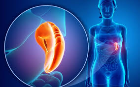 Webmd's spleen anatomy page provides a detailed picture, definition, and information about the spleen. ØªØ¶Ø®Ù… Ø§Ù„Ø·Ø­Ø§Ù„ Ø¹Ù„Ø§Ø¬ ÙˆØ£Ø³Ø¨Ø§Ø¨ ØªØ¶Ø®Ù… Ø§Ù„Ø·Ø­Ø§Ù„ Ùˆ Ø§Ù„Ø§Ø¹Ø±Ø§Ø¶ Ø§Ù„Ø´Ø§Ø¦Ø¹Ø© Ù…Ù‚Ø§Ù„Ø§Øª Ù…Ù†ØµØ© Ø§Ù„Ù‚Ø§Ø±Ø¦ Ø§Ù„Ø¹Ø±Ø¨Ù‰