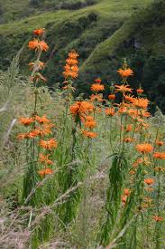 Image result for Leonotis