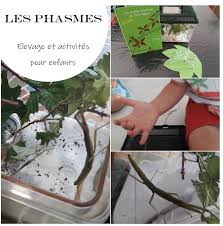 Les Phasmes Elevage Et Activites Pour Enfants Activites Nature Enfants Activite Enfant