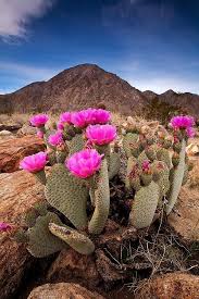 You may have heard that you can get water from a cactus if you are ever lost and dehydrated in a desert.* sounds like a nice survival tip to store away, but is it really that easy? Beavertail Cactus In Henderson Canyon Ca Cactusflower Cacti And Succulents Desert Flowers Plants