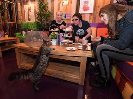 Interact with them, let them be on your laps and you will never want to leave the cafe. Kitty Cafe Has Opened In Grand Central And This Is What People Are Thinking Birmingham Live