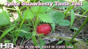 Outdoors after frost / indoors weeks before last frostplant height: False Strawberry Duchesnea Indica Are They Poisonous Youtube