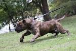 Presa Canario Puppies For Sale | Greenfield Puppies