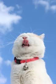 Lihat ide lainnya tentang gambar ilustrasi fotografi vintage. Foto Kucing Lucu Aesthetic