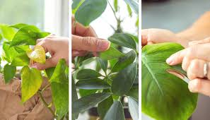 Image result for puklice na pokojových rostlinách obrázek