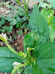 Image result for Spigelia anthelmia