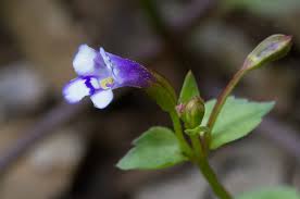 Image result for Torenia crustacea