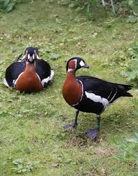 Black And White Goose With Red Beak Red Breasted Geese Currently Listed As Vulnerable Species By The Iucn Over 80 Of The Population Roost During The Winter At Vulnerable Species Goose Animals