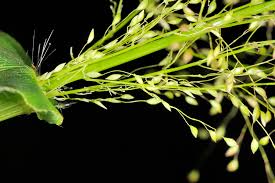 Image result for Panicum brevifolium