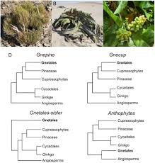 Image result for Fern Green 1994 Reliant