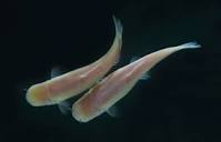 Blind cave fish can tell time on biological clocks