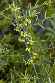 Image result for Osyris