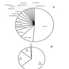 Image result for Hippocratea apocynoides
