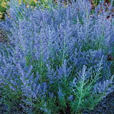 Image result for Perovskia atriplicifolia lacey blue photo