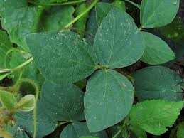 Image result for Calopogonium mucunoides