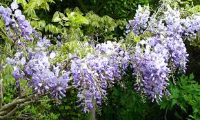 Even the magnificent wisteria covering the west front of the hotel is around 150 years old.• Wisteria Climbing Garden Plants Online