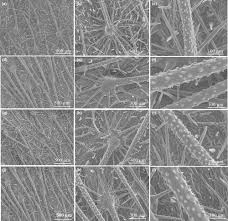 Image result for Cystostemon hispidissimus