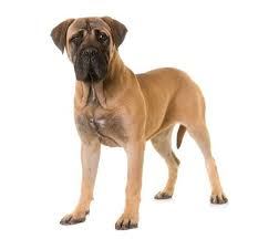 25 Best Therapy Dog Breeds List In 2020 Therapy Dogs Breeds Massive Dog Breeds Dog Breeds List