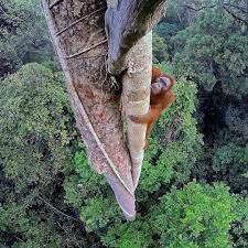 Wildliveplanet On Instagram A Bornean Orangutan Climbs Into The Canopy In The Rain Forest Of Gunung Palung National Park Borneo Photo By Timlaman