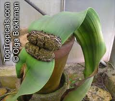 Image result for Welwitschia mirabilis