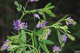 Alfalfa Luzerne Medicago Sativa Awl Ch