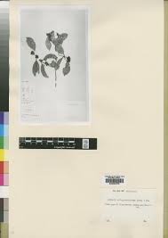 Image result for Hippocratea apocynoides