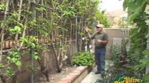 Fruit trees pair well with flowers because they can contribute fabulous colors and textures to the garden profile. Part 2 How To Design Your Own Miniature Fruit Garden Abundant Mini Gardens
