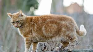 Meine überschrift sagt es ja schon, first ab wann kann man kater denn kastrieren lassen? Das Mussen Halter Uber Die Kastration Bei Katzen Wissen Tiere