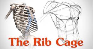 They are ribbon like, elastic bony arches and flat in shape. Anatomy Of The Rib Cage Proko